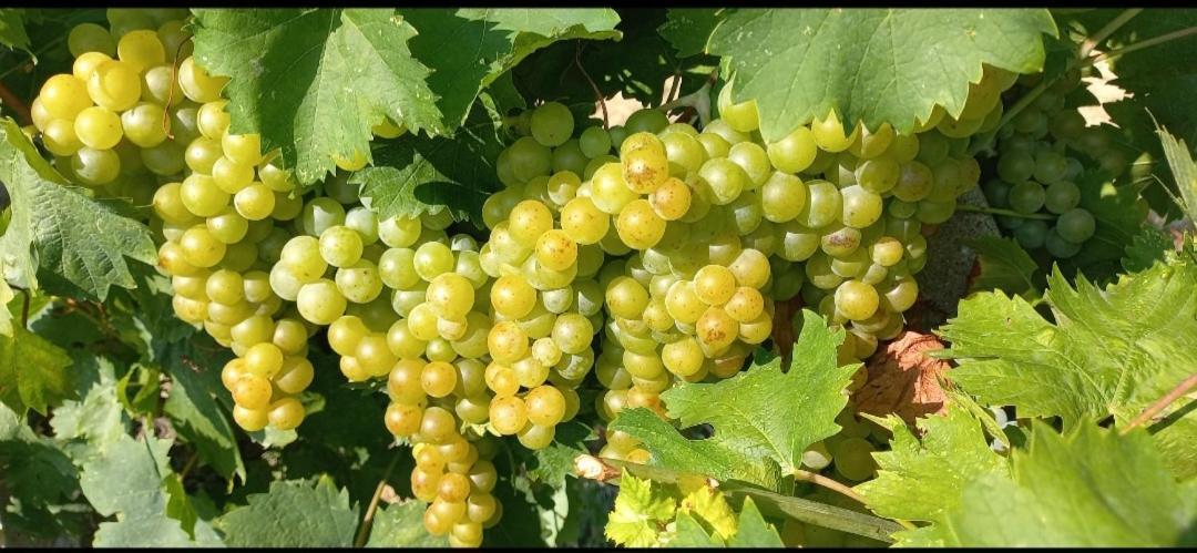 1929 Wine Food Relax Agriturismo 阿奎泰尔梅 外观 照片